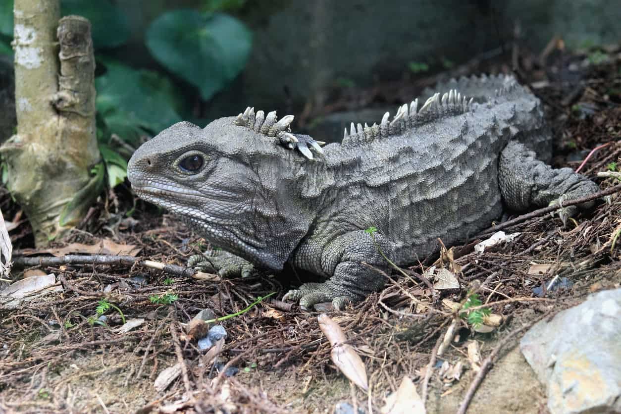 Tuatara, réptil nativo da Nova Zelândia, é o último de sua ordem (Imagem: MollyNZ/iStock)