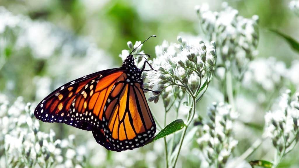 imagem mostra uma borboletas de asas laranja e preta, parada numa flor enquanto se alimenta do pólen e nectar
