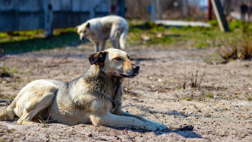 Cachorros descansando em quintal