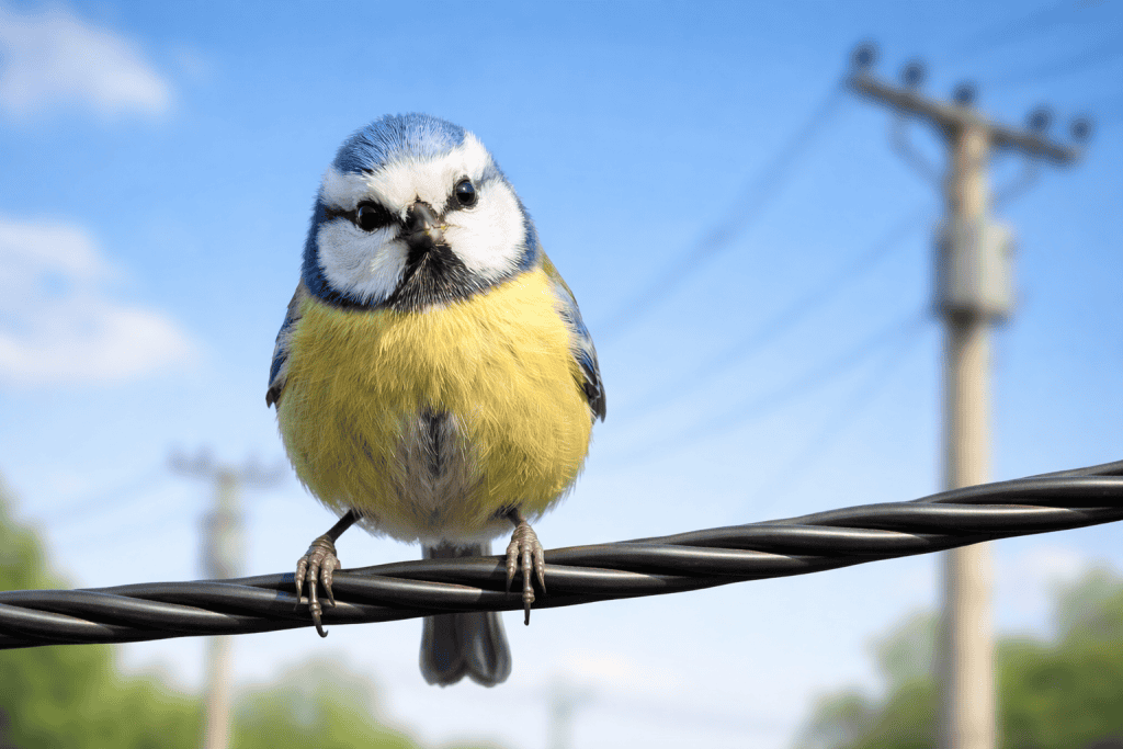 Por que os pássaros não tomam choque nos fios mesmo com eletricidade passando?