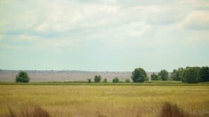 Por que Angola está cedendo terras para produtores brasileiros