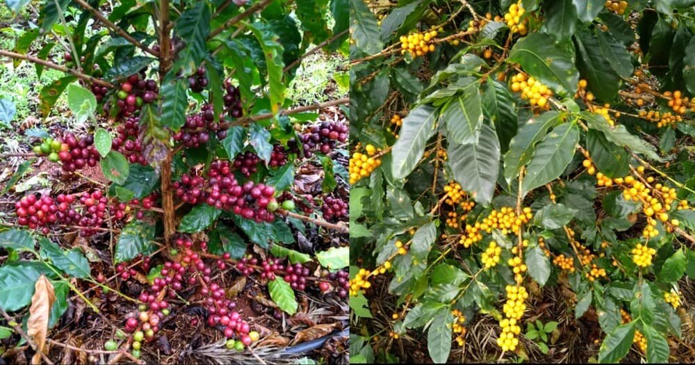 A cidade mais alta do Nordeste fica na Bahia, pode chegar a 1°C no inverno e já venceu o Oscar do café quatro vezes