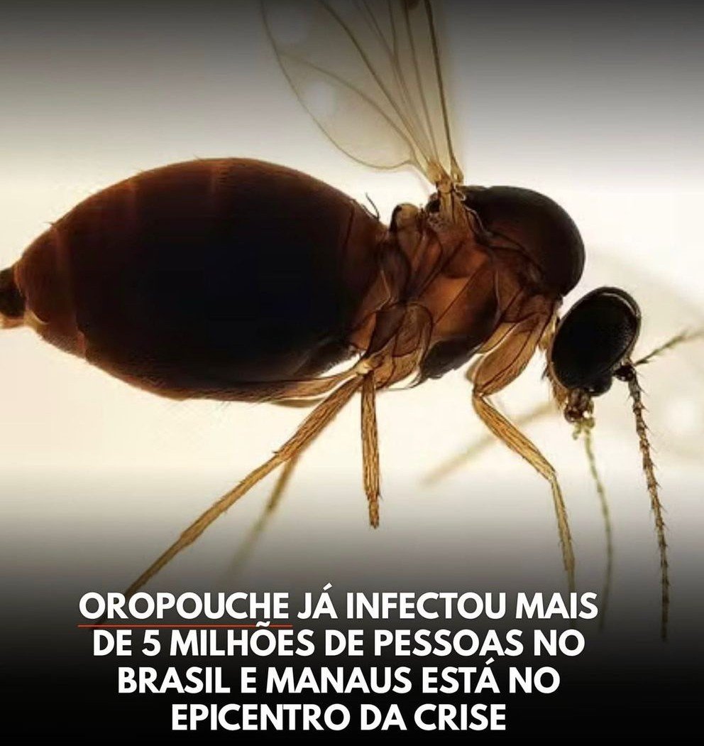 Surto de Oropouche acende alerta e impulsiona nova corrida por soluções de controle de vetores no Brasil