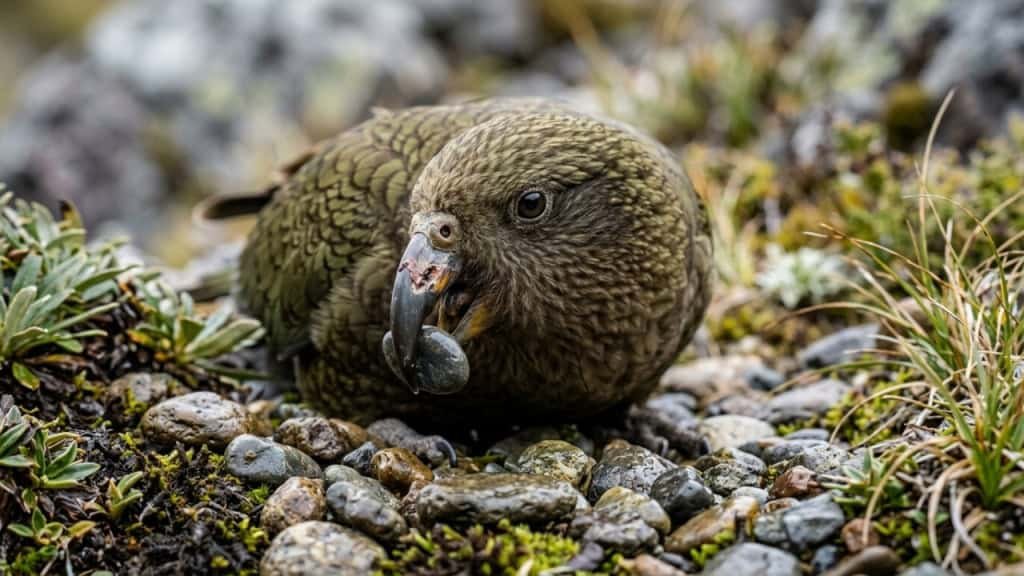 Bruce, o papagaio kea que usa pedrinhas para compensar sua deficiência e liderar seu grupo