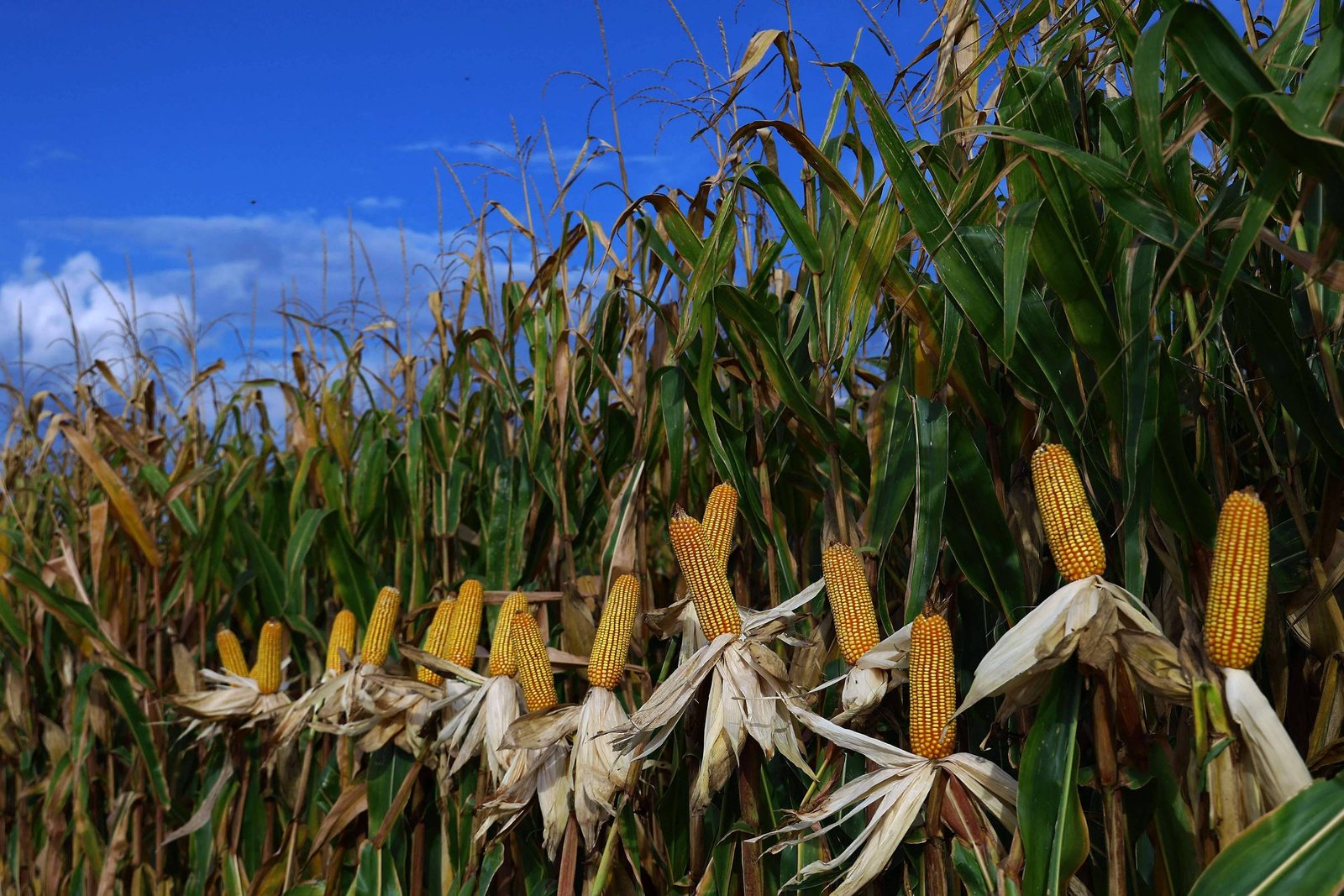 Queda do dólar afeta mais preço do milho que o da soja – 24/04/2026 – Vaivém